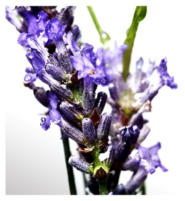 Davidoff Cool Water Man Eau de Toilette 125ml (6)