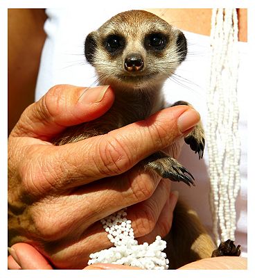 Activity Superstore Meet the Meerkats, Servals and Lemurs at Hoo Farm for Two